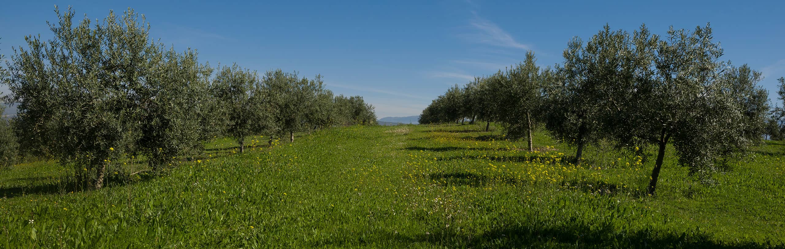 Vista a pie de campo de nuestra hacienda vadolivo primavera Aove Cazorla