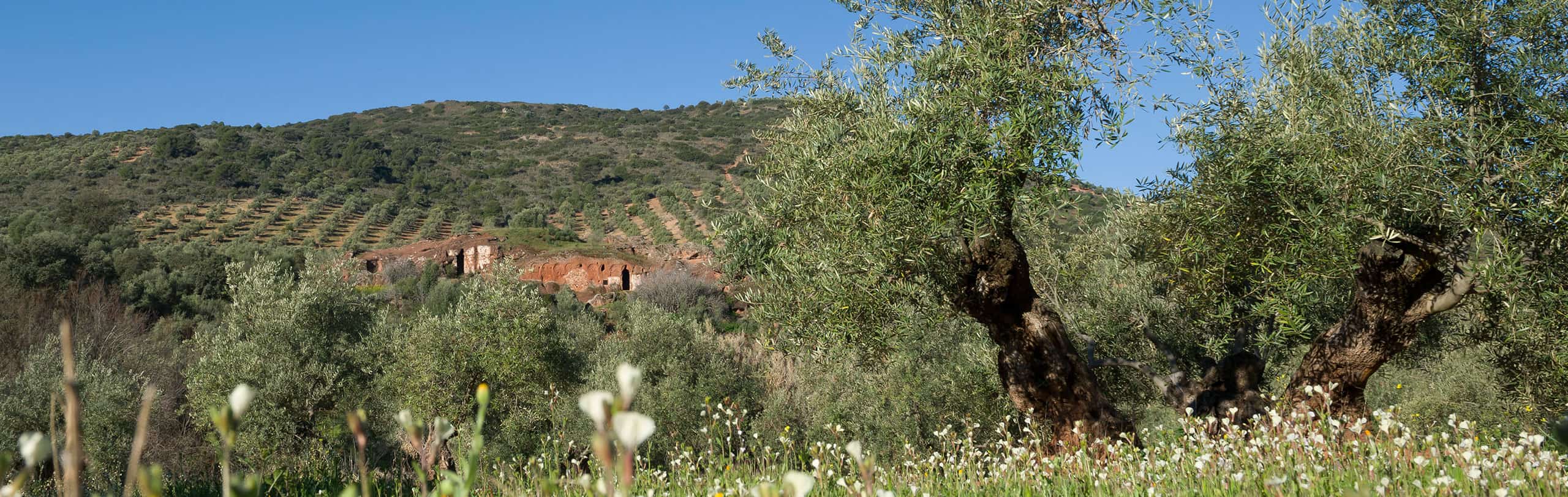 Nestra hacienda, vista a pie de campo hojiblanca royal de Vadolivo Sierra de Cazorla