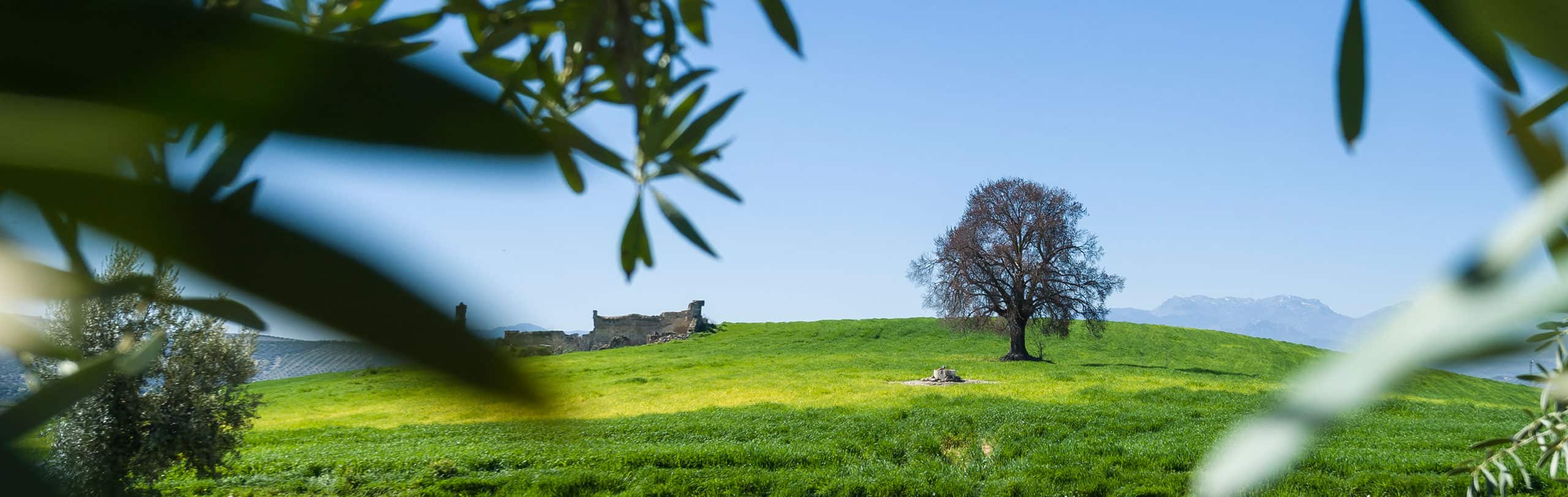 Entorno paradisiaco Sierra de Cazorla Hacienda Vadolivo aceite de oliva virgen extra