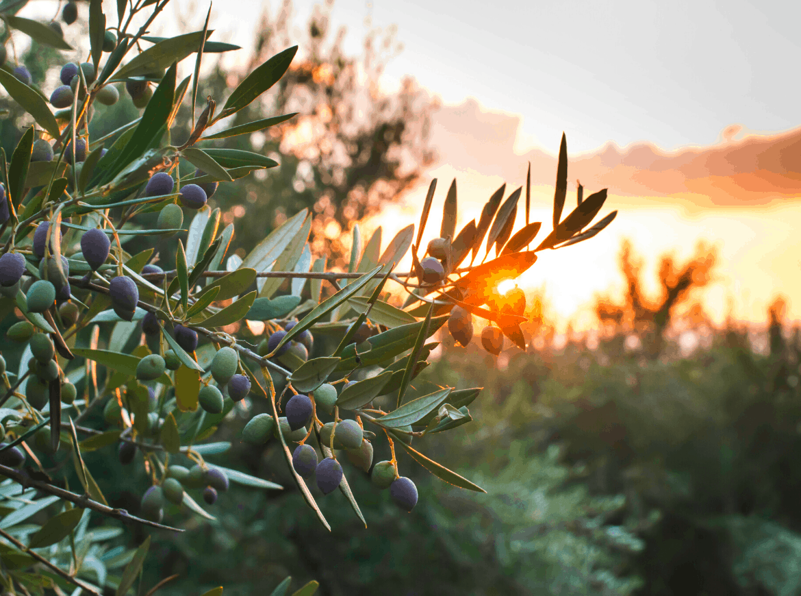AOVE Vadolivo hojiblanco estado fenológico del olivo