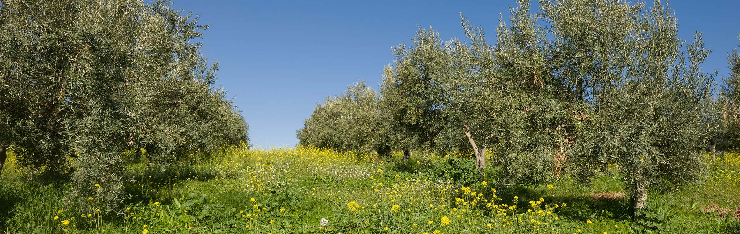 Hacienda Vadolivo recolección arbequina mejor Aove de Cazorla