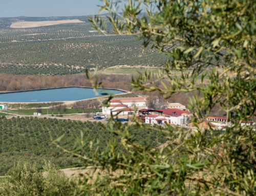 Hacienda Vadolivo: aceite de oliva virgen extra nacido entre olivares, tradición y Sierra de Cazorla