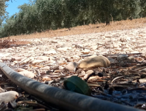 ¿Qué son los bioestimulantes agrícolas?