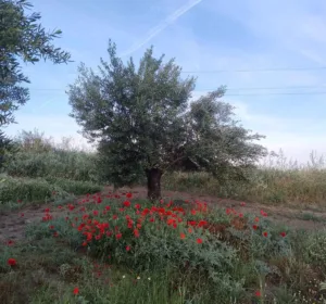 Olivar con cubierta vegetal y amapolas en la Sierra de Cazorla