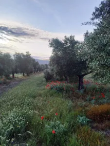 Cubierta vegetal natural entre olivos al atardecer