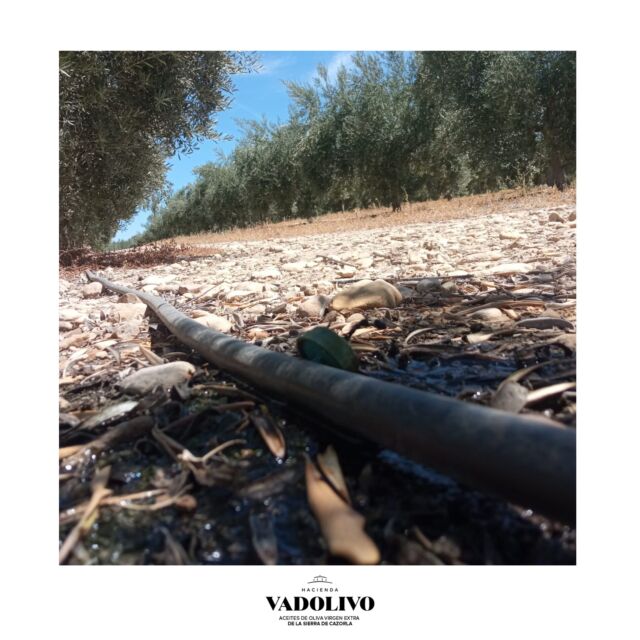 ¿Has oído hablar de los bioestimulantes agrícolas? 🌱

En Vadolivo, aprovechando los días que nos toca riego, estamos añadiendo al agua de riego Humato potásico, un bioestimulante que además de mejorar la estructura del suelo, otorga potasio al olivo con el fin de regular el movimiento del agua en las células vegetales. 💚

¡Te contamos todos los beneficios de este bioestimulante para la cosecha en nuestro blog!👀
.
.
.
#HaciendaVadolivo #Vadolivo #AOVE #AOVEPremium #AceiteDeOlivaVirgenExtra #AOVEDeCalidad #BlogAOVE #Blog #BioestimulantesAgrícolas #HumatoPotásico #SierraCazorla #Vadolivo