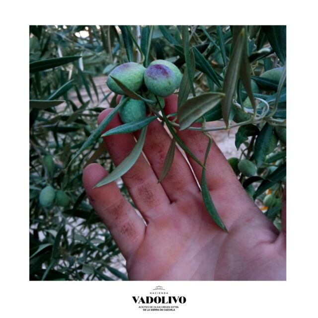 Desde hace una semana seguimos realizando el seguimiento de nuestra aceituna de variedad royal que está empezando a enverar y en unos días comenzaremos a estudiar su índice de madurez para saber cuál es el momento óptimo de su recolección. 🫒📊

☀️ En Vadolivo seguimos esforzándonos cada día realizando exigentes labores en el campo para que pronto tengas el mejor zumo de aceituna de esta próxima temporada.
.
.
.
#VariedadRoyal #ÍndiceDeMadurez #AceitunaRoyal #Envero #HaciendaVadolivo #Vadolivo #AOVE #AOVEPremium #AceiteDeOlivaVirgenExtra #AOVEDeCalidad #SierraCazorla